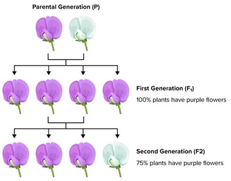 Eight Grade Science Heredity And Inheritance Flashcards Quizlet