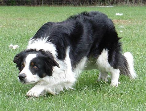 Border Collie Dog Breed Standards