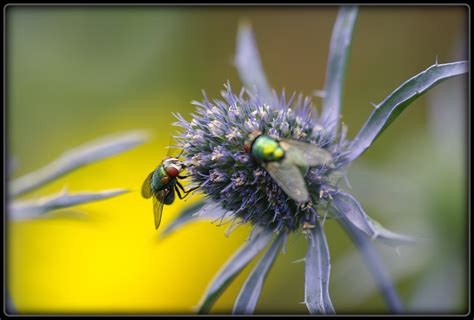 Fondos De Pantalla Art Naturaleza Alemania Mosca Creativo