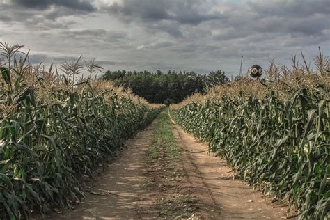 Corn Road Michael Bartoshevich Flickr