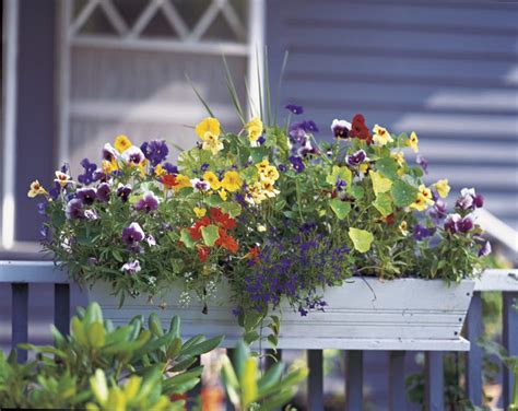 Blumenkästen Bepflanzen Farbenfrohe Ideen Für Den Frühling Doc Tipps