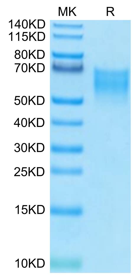 Biotinylated Human B Cd Protein Recombinant Reprokine