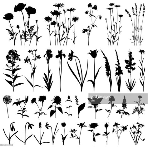 Flowers Silhouette Vector Images High Res Vector Graphic Getty Images