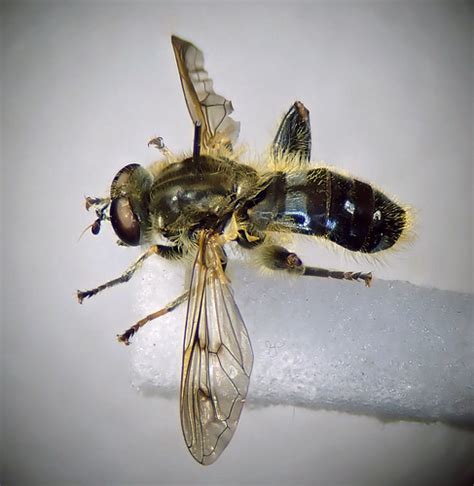 Chalcosyrphus Eunotus Pinned Male Tredington Warwickshi Flickr