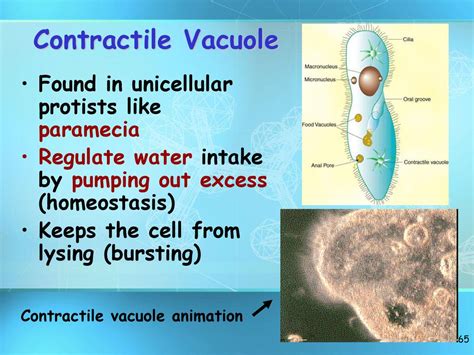 Basic Structure Of A Cell Ppt Download