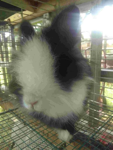 Dutch Lionhead Mix Rabbit Atelier Yuwa Ciao Jp