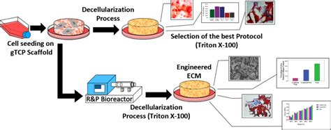 Fabrication Of Decellularized Engineered Extracellular Matrix Through