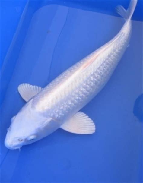 Beautiful White Koiplatinum Ogon Koi For Sale Fish Koi Carp