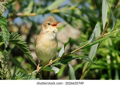 Male Marsh Warbler Acrocephalus Palustris Singing Stock Photo