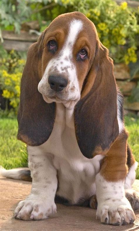 Bassett Hound Basset Puppies Basset Hound Puppy Hound Puppies Cute