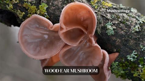 Wood Ear Mushroom Growing Guide Mushroom Growing And Cultivation