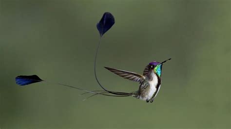 Introducir Imagen Cuanto Mide Un Colibri Bebe Viaterra Mx