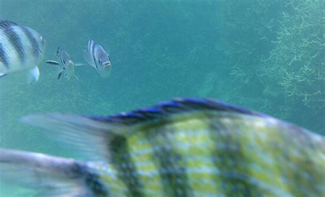 Snorkeling in Blue Bay Marine Park | Snorkeling in Mauritius