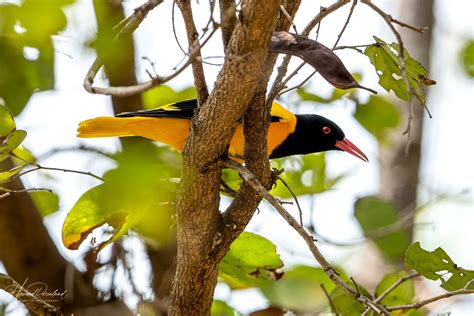 Black Hooded Oriole Oriolus Xanthornus Wildlife Vagabond