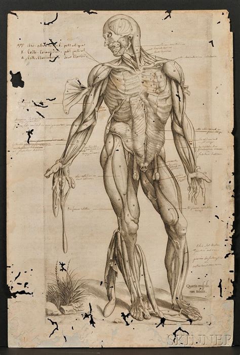 Vesalius Andreas 1514 1564 Andreas Vesalius Andrea Anatomy