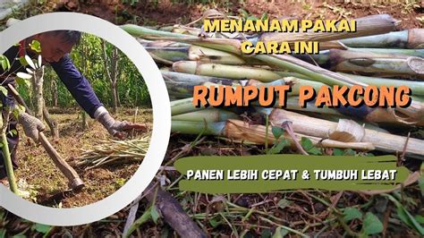 CARA MENANAM RUMPUT PAKCHONG CEPAT PANEN DAN TUMBUH LEBAT YouTube