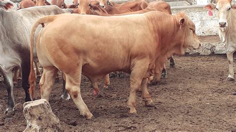 A Qu Edad Se Les Debe De Empezar A Dar De Comer A Los Becerros