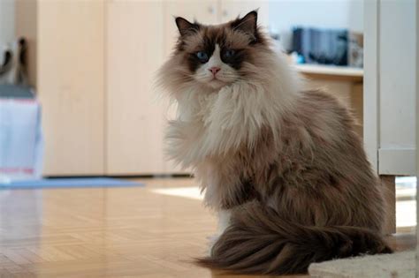 Gato Ragdoll De Pura Raza Blanco Esponjoso Adulto Joven Con Ojos Azules