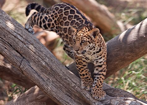 Jaguar Cub 8287 by robbobert on DeviantArt