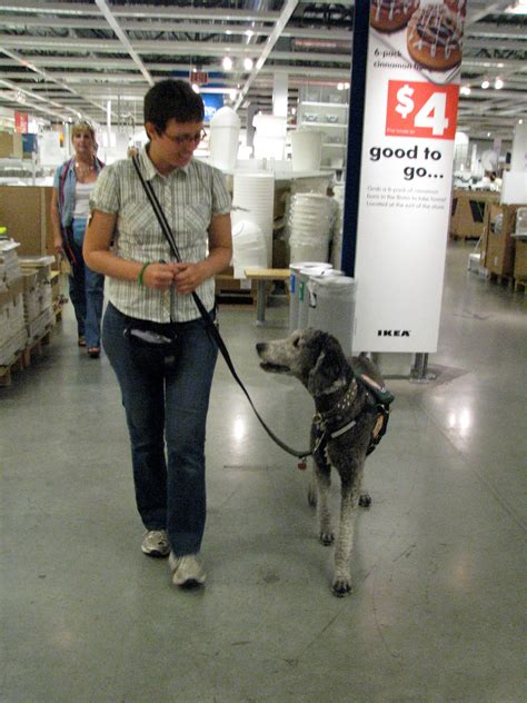 How to train a service dog anxiety alert/response - Psychiatric Service Dog Partners