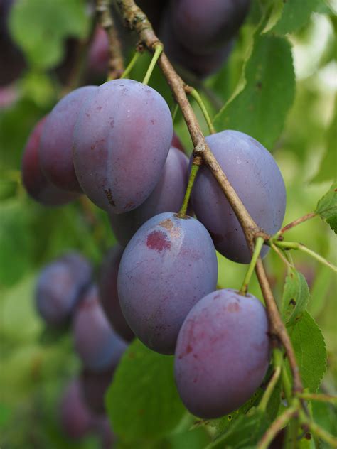 Poze Copac Ramură Plantă Fruct Boabă Floare Violet Alimente