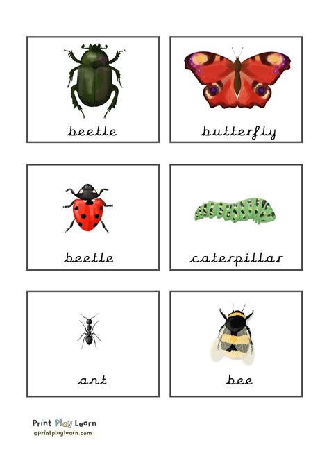 Printable Insect Pictures