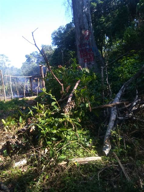 Colonos queman casas de indígenas tacanas por copar tierras forestales