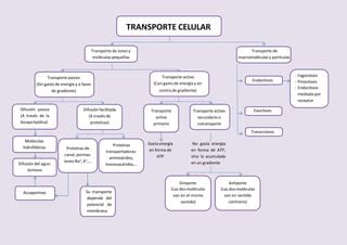 Mapa Conceptual Del Transporte Celular Pptx