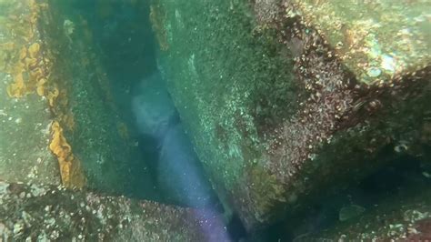 Diving Container Wall Botany Bay 29122019 Youtube