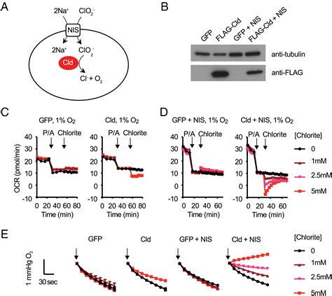 A Genetically Encoded System For Oxygen Generation In Living Cells Pnas