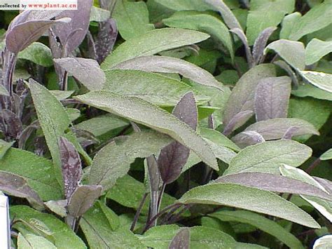 Salvia officinalis 植物图片库 植物通