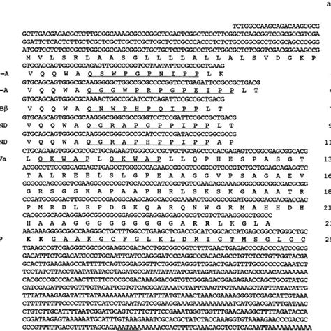 Nucleotide And Deduced Amino Acid Sequences Of A Full Length Cdna Clone