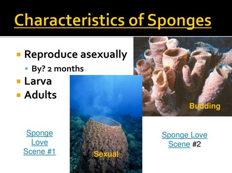 Ppt Sponges And Cnidarians Powerpoint Presentation Free Download