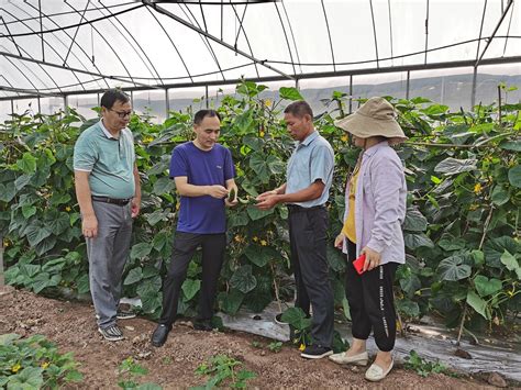 湖北之声报道：走马石首话高效菜园｜高质量发展看湖北蔬菜 湖北省农业农村厅