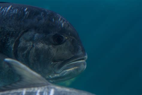 A Giant Trevally - Seaunseen