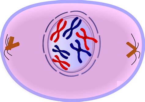 Mitosis Cell Membrane