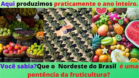 Quem é o maior produtor de frutas tropicais do Brasil produzindo