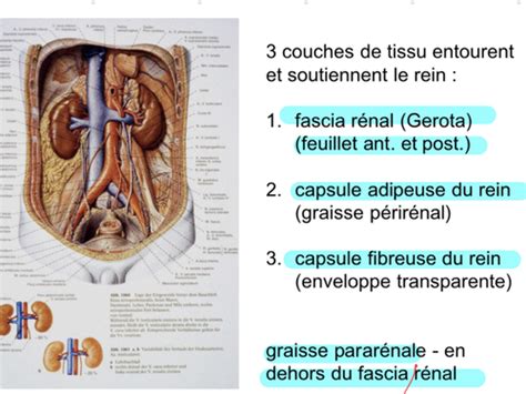 Physiologie rénale Flashcards Quizlet