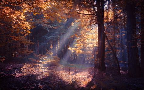 Sun Rays Passing Through Trees Hd Wallpaper Wallpaper Flare