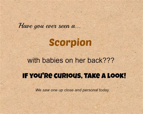 Scorpion with Babies - 365 Days of Baking and More