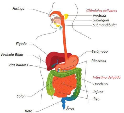 Sistema Digestivo Mind Map