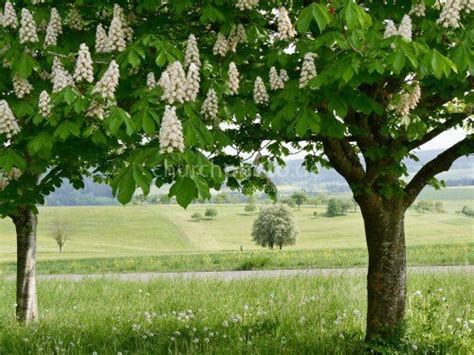 Kastanienbaum Kastanienbaum im Frühling Chestnut tree in spring