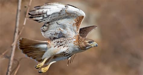 Red-tailed Hawk Identification, All About Birds, Cornell Lab - EroFound