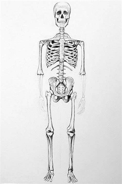 Easy Human Skull Drawing