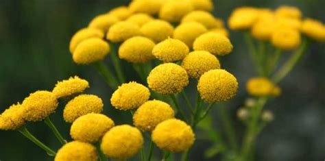 Fleurs Jaunes 10 Plantes Vivaces Qu Il Faut Avoir Dans Son Jardin