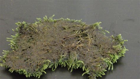 Growing Land Moss In Aquarium There Are Many Types Of Moss Growing On