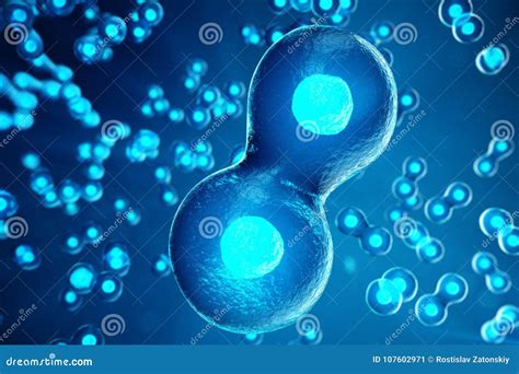3d Illustration Early Stage Embryo Morula Is An Early Stage Embryo