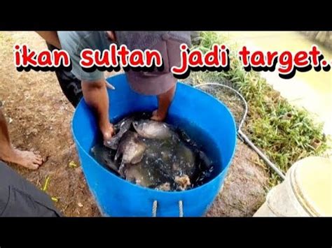 Sekarang Ikan Gurame Jadi Target Pmc Dua Saudara Youtube