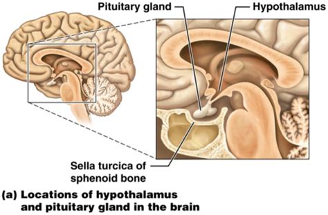 Midterm Lecture 17 Hypothalamus Pituitary Adrenal Glands