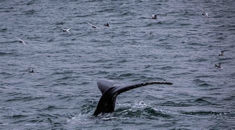 Avistaje De Ballenas En Pirámides Una Experiencia En Riesgo Por Los